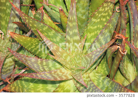 蘆薈肥皂草 3577828