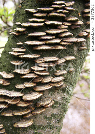 Terriganetake 3577862