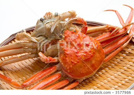 Female crab 3577986