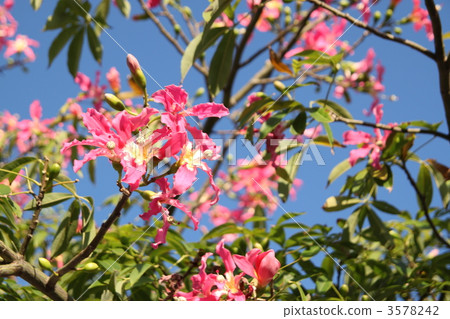 Tortricotica花 3578242