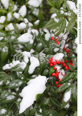Red fruit and snow 3578300