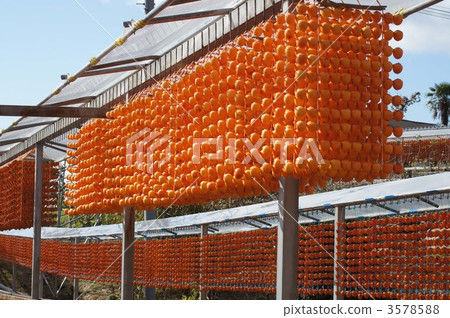 dried persimmons on skewer, dried persimmons, japanese persimmon 3578588