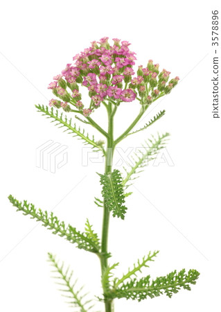 Southern bluefin tuna (Alaskan horse chestnut saw) 3578896