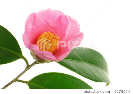 Tsubaki (Taro crowner) 3578954