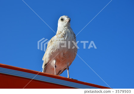 芬蘭的海鷗 芬蘭的海鷗 3579503