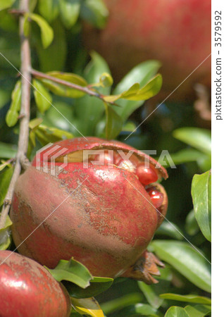 pomegranate, pomegranates, grenadine 3579592