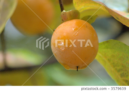 日本柿 甜柿 柿子 3579639
