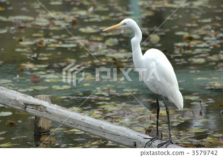 蒼鷺 騙子 中白鷺 3579742