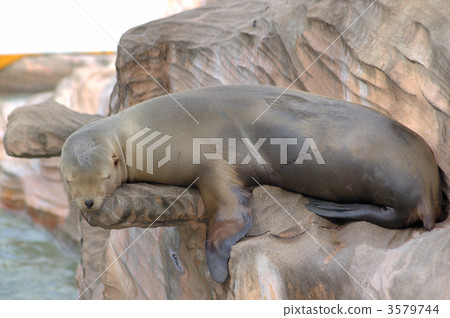 加州海獅 密封 手勢 3579744