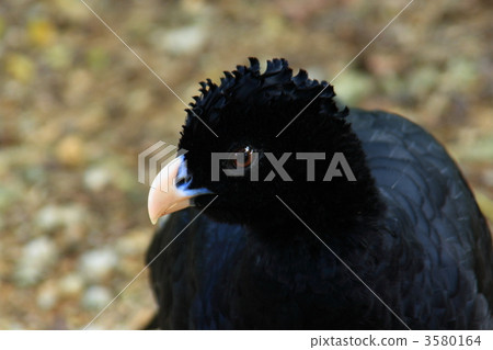 獵犬f牙 獵犬f牙 3580164