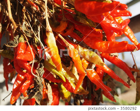 紅辣椒 紅辣椒 3580292