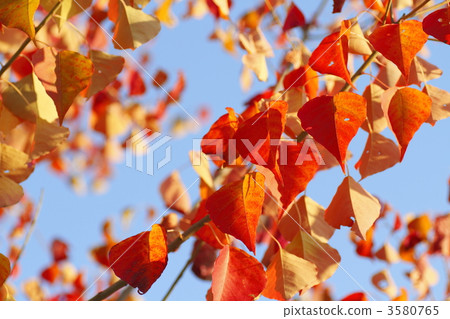 秋葉 黃葉 傻瓜 3580765