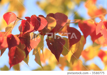 秋葉 黃葉 傻瓜 3580775