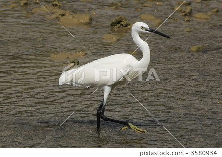 宮古島的小崎 3580934