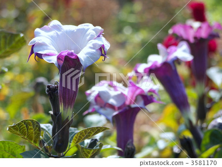 韓國牽牛花 韓國牽牛花 3581170