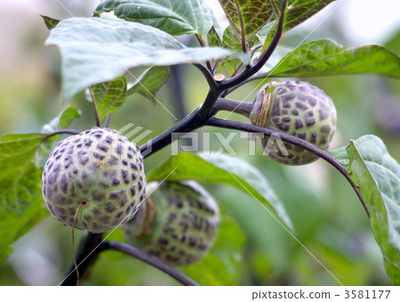 Morning glory without spikes 3581177