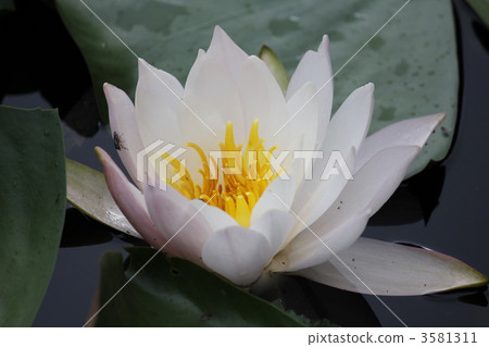 睡蓮 睡蓮 3581311