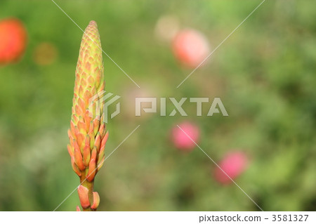 Kidachiaroe的花蕾 3581327