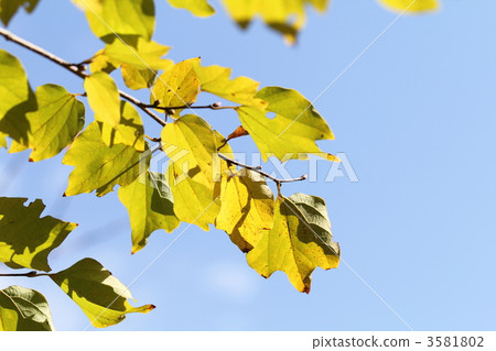 Danko Bai Danko Bai 3581802