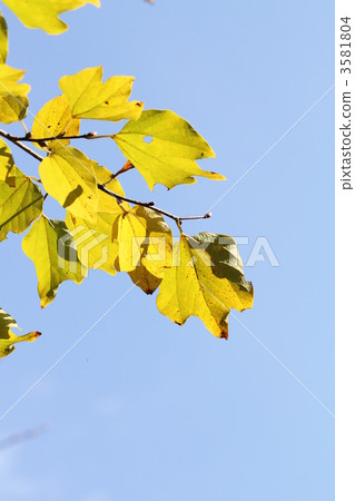 Danko Bai Danko Bai 3581804