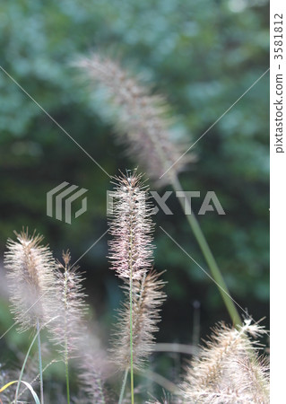 草坪草（Tikarashiba） 3581812