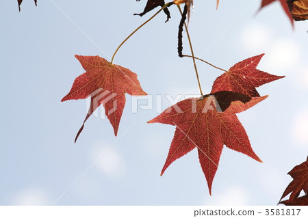 Maple-leaf Sycamore 3581817