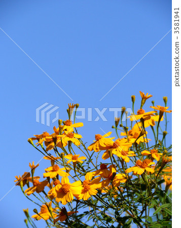 Lemon marigold Lemon marigold 3581941