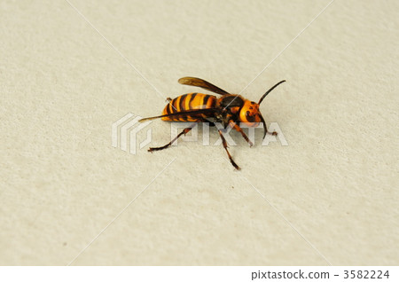 Hornet 3582224