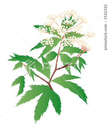 Medicinal herbs 3582382