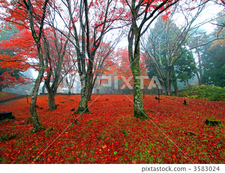 The foliage of autumn leaves Shinto shrine women's slope 3583024