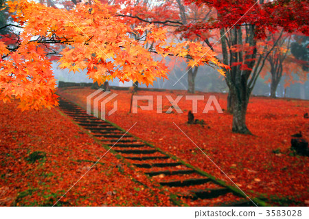 Tsu shrine autumn leaves girl stone stairway 3583028
