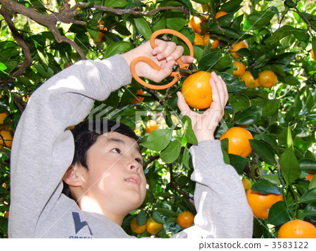 橘子狩獵 橘子狩獵 3583122