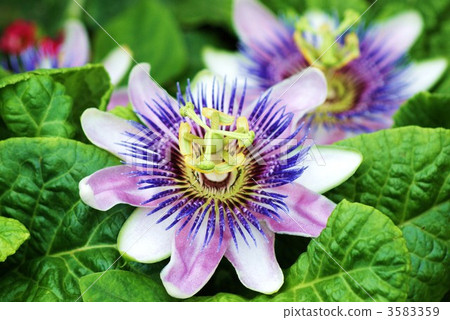 Flower / sideways position of Passionflower 3583359