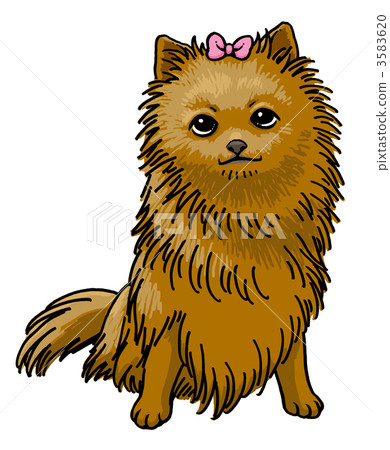 波美拉尼亞 波美拉尼亞 3583620