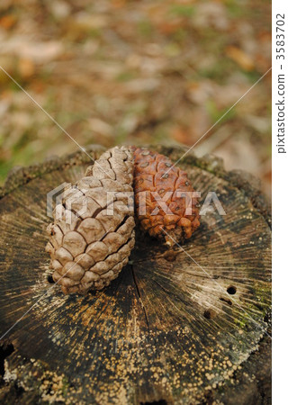 pinecone, botanic, botanical 3583702