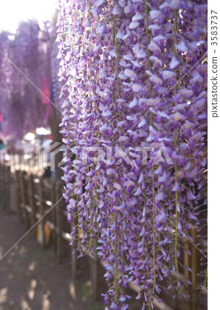 purple flower, wisteria, bloom 3583737
