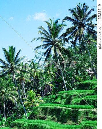 Rice terrace of Terragagan Rice terrace of Terragagan 3583749