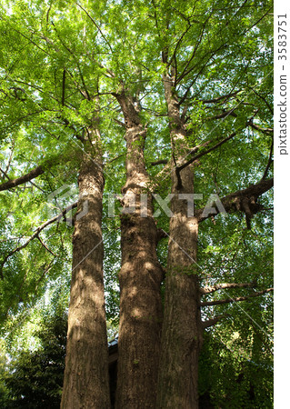 3 big trees, large tree, fresh verdure 3583751