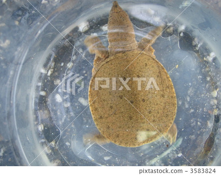 Child of the turp 3583824