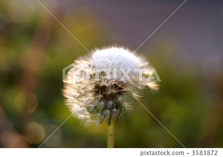 Fluff Fluff 3583872