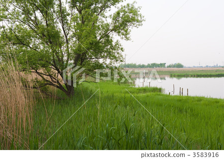 lake of fresh green, lakeside, nature 3583916