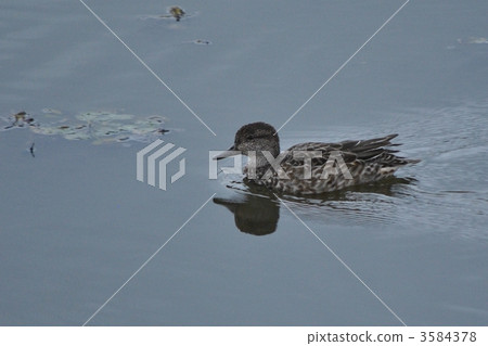 Cogamo Cogamo 3584378