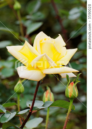 Yellow Rose Flower · Tianjin Otome and Bud 3590028