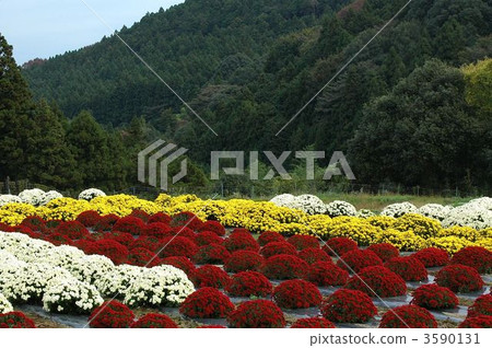 Brightly full of South-Ashigaru Zakuru chrysanthemum in full bloom Brightly full of South-Ashigaru Zakuru chrysanthemum in full bloom 3590131