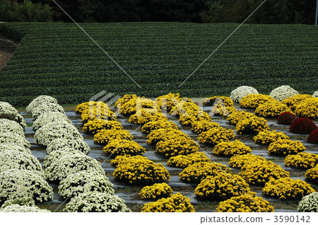 盛開的南Ashigaru Zakuru菊花盛開 3590142