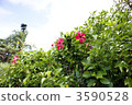 Hibiscus 3590528
