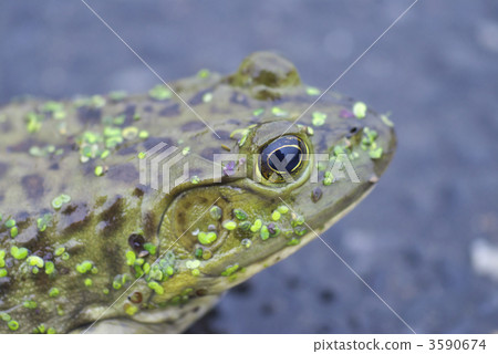 Bullfrog Bullfrog 3590674