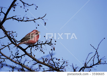 Freshwater fish Freshwater fish 3590685