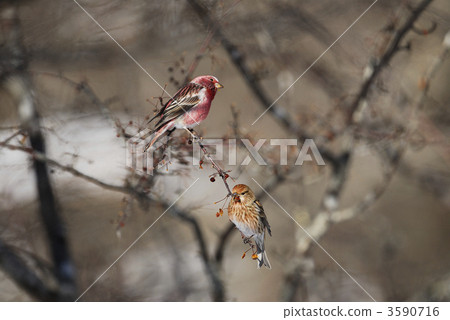 Freshwater fish Freshwater fish 3590716