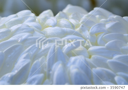 chrysanthemum, chrysanth, bloom 3590747